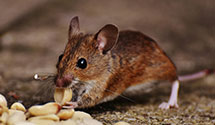 hospital-and-healthcare-facility-pest-management Experts in Brighton